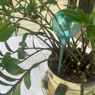 Plant in Fancy Tea Cup Pot