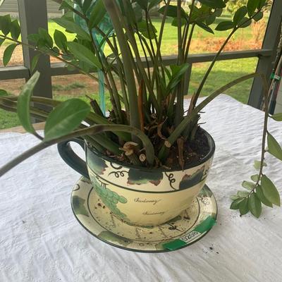 Plant in Fancy Tea Cup Pot