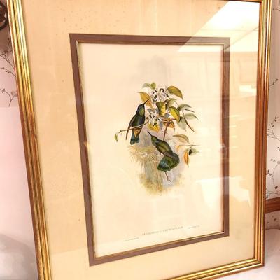 Lot #118 Framed GOULD Bird Colored Lithograph