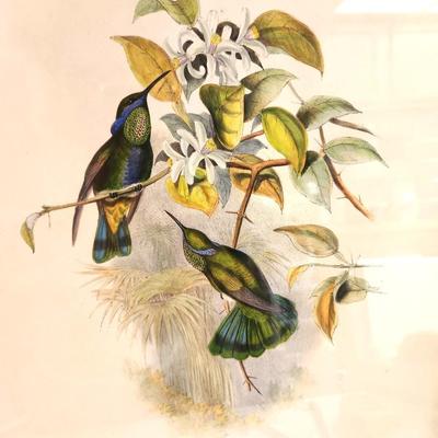 Lot #118 Framed GOULD Bird Colored Lithograph