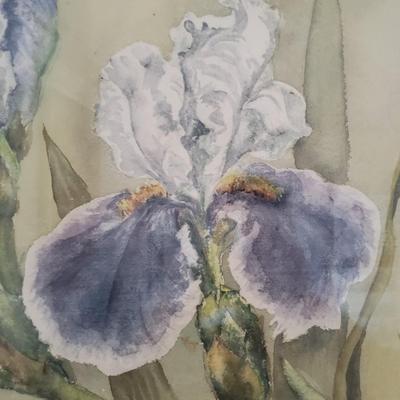 M. R. Haywood Iris Watercolor Painting (DR-KD)