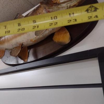 Mounted Freshwater Fish Taxidermy