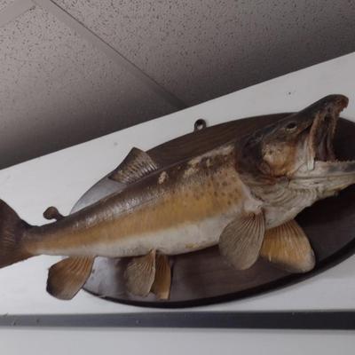 Mounted Freshwater Fish Taxidermy