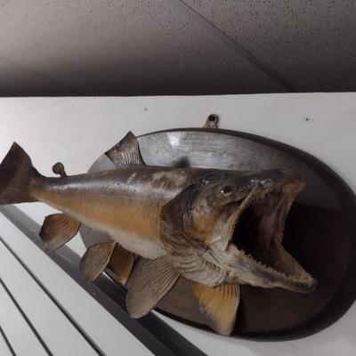 Mounted Freshwater Fish Taxidermy