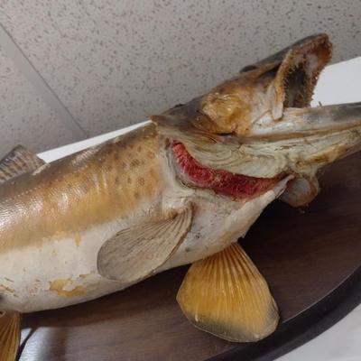 Mounted Freshwater Fish Taxidermy