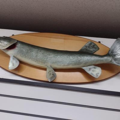Mounted Freshwater Fish Taxidermy