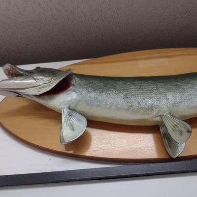 Mounted Freshwater Fish Taxidermy