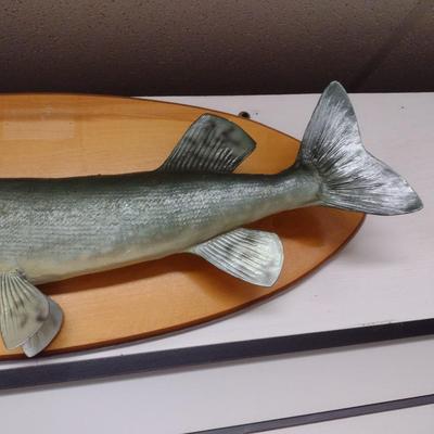 Mounted Freshwater Fish Taxidermy