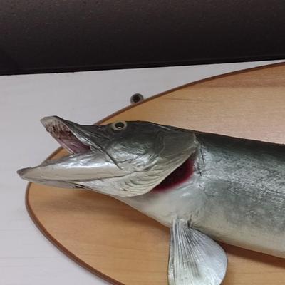 Mounted Freshwater Fish Taxidermy