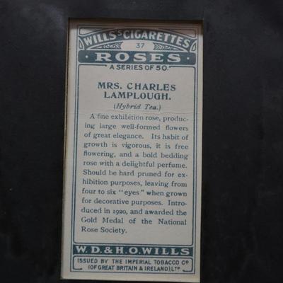 Vintage Framed Wills’s Cigarettes Roses Card, Mrs. Charles Lamplough