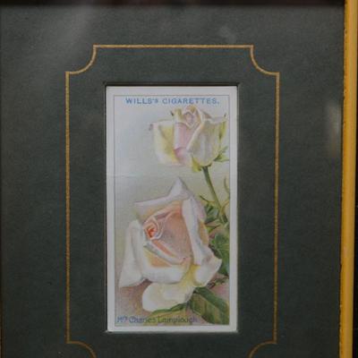 Vintage Framed Wills’s Cigarettes Roses Card, Mrs. Charles Lamplough