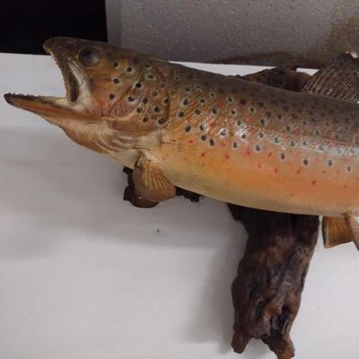 Mounted Trout Taxidermy