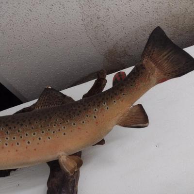 Mounted Trout Taxidermy