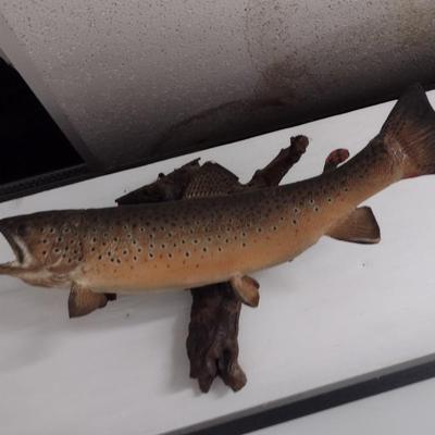 Mounted Trout Taxidermy