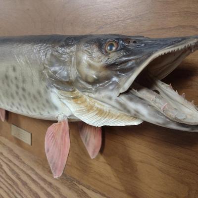 Mounted Muskie Taxidermy