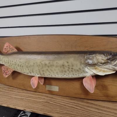 Mounted Muskie Taxidermy