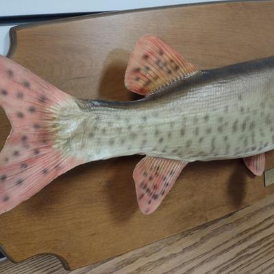 Mounted Muskie Taxidermy