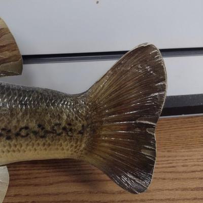Mounted Large Mouth Bass Taxidermy