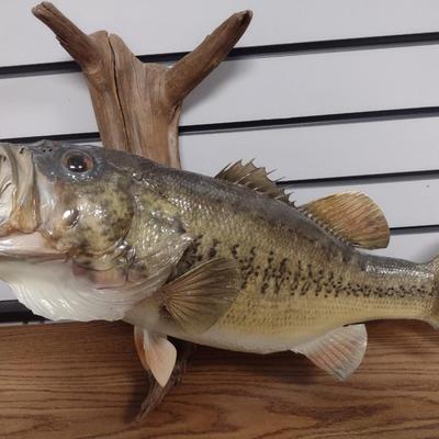 Mounted Large Mouth Bass Taxidermy
