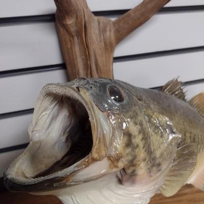 Mounted Large Mouth Bass Taxidermy