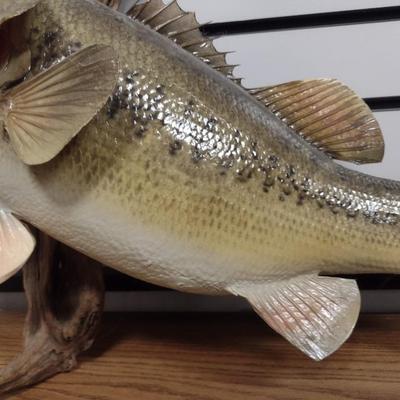 Mounted Large Mouth Bass Taxidermy