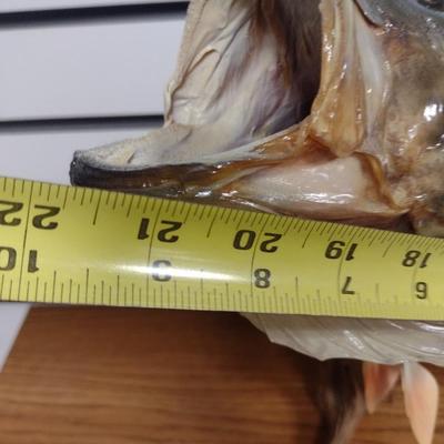 Mounted Large Mouth Bass Taxidermy