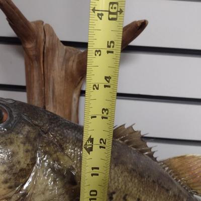 Mounted Large Mouth Bass Taxidermy
