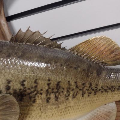 Mounted Large Mouth Bass Taxidermy