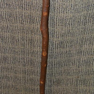 Vintage Knob-Head Walking Stick 39”