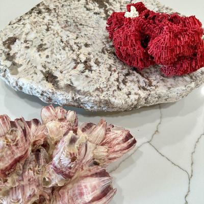 Marble Stand and Coral Decor