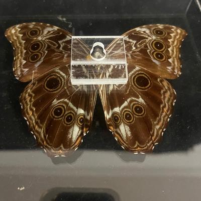 Blue Banded Morpho Butterfly (DR-MG)