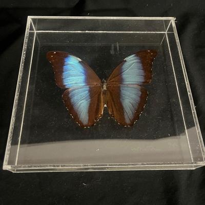 Blue Banded Morpho Butterfly (DR-MG)