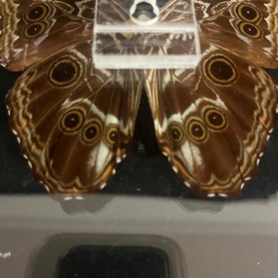 Blue Banded Morpho Butterfly (DR-MG)