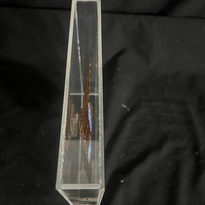 Blue Banded Morpho Butterfly (DR-MG)