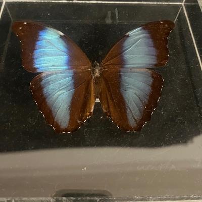 Blue Banded Morpho Butterfly (DR-MG)