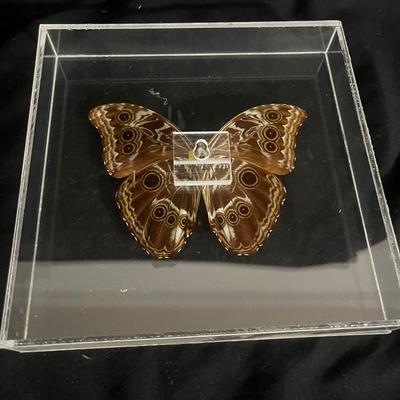 Blue Banded Morpho Butterfly (DR-MG)