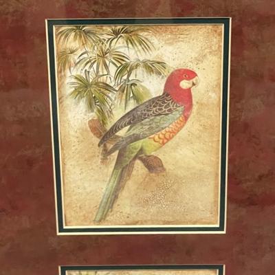 Framed John Richard botanicals