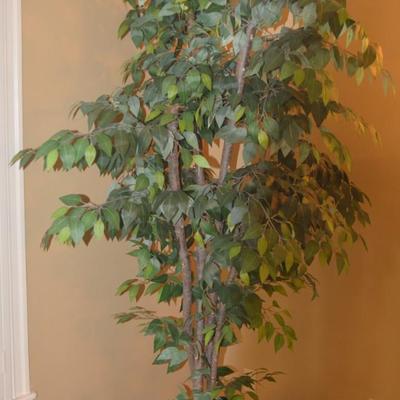 Ficus Tree