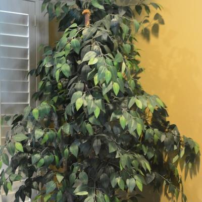 Ficus Tree