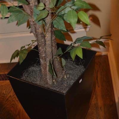 Ficus Tree