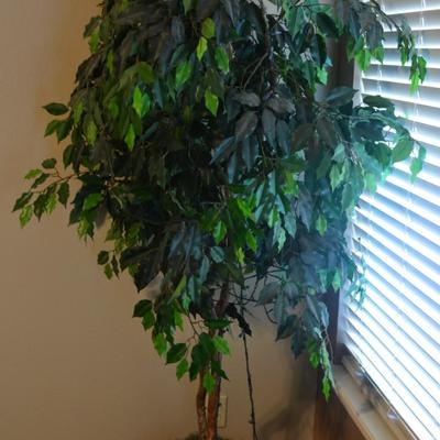 Ficus Tree