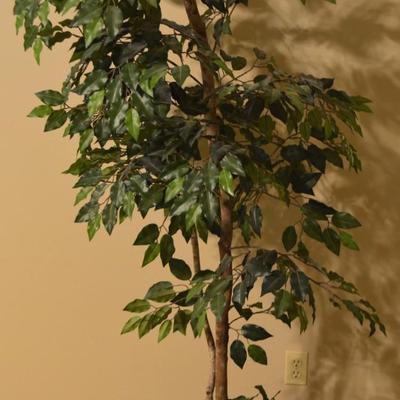 Ficus Tree