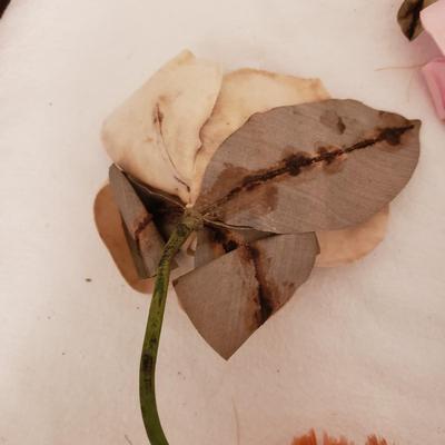 Antique-Style Plumes, Flowers and Shawl (GB-KD)