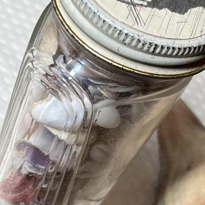 Lot 242 Assorted sea shells