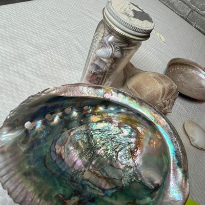 Lot 242 Assorted sea shells