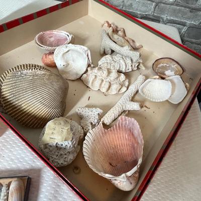 Lot 242 Assorted sea shells
