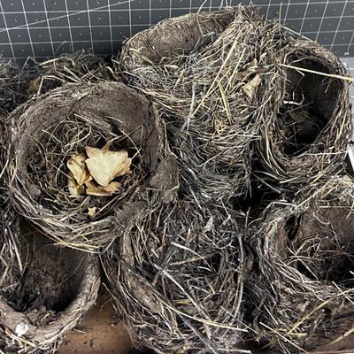 REAL Bird Nests