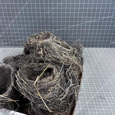 REAL Bird Nests