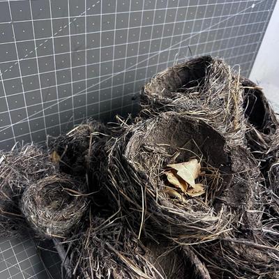 REAL Bird Nests