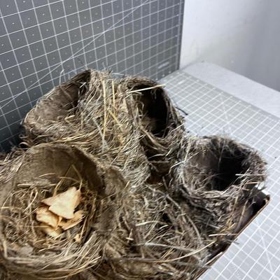 REAL Bird Nests